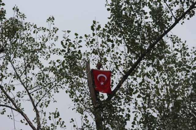 Metrelerce uzunluktaki ağaçlara Tarzan gibi tırmanıyor 14