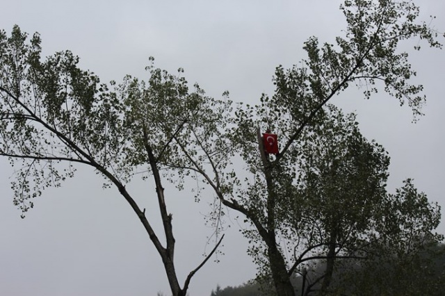 Metrelerce uzunluktaki ağaçlara Tarzan gibi tırmanıyor 13