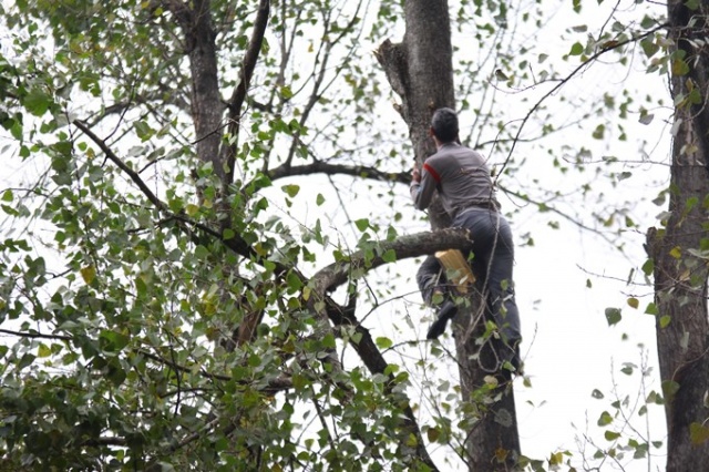 Metrelerce uzunluktaki ağaçlara Tarzan gibi tırmanıyor 12