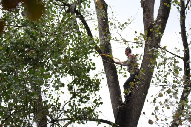 Metrelerce uzunluktaki ağaçlara Tarzan gibi tırmanıyor 17