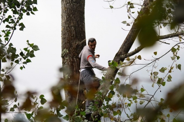 Metrelerce uzunluktaki ağaçlara Tarzan gibi tırmanıyor 9