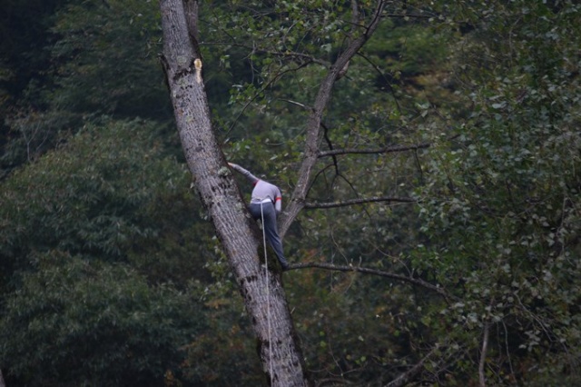 Metrelerce uzunluktaki ağaçlara Tarzan gibi tırmanıyor 8