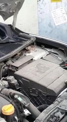 Satın aldığı otomobilden yılan çıktı 11