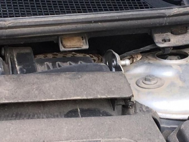 Satın aldığı otomobilden yılan çıktı 8