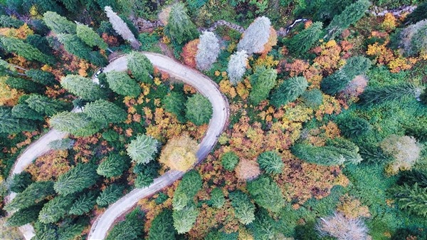 Karadeniz'de doğal ağaç müzesi büyülüyor 9