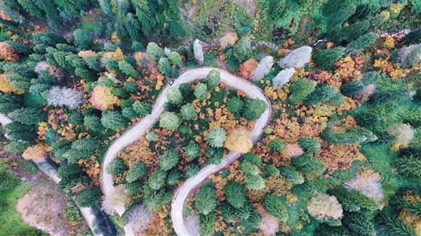 Karadeniz'de doğal ağaç müzesi büyülüyor 19