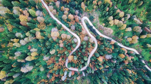 Karadeniz'de doğal ağaç müzesi büyülüyor 7