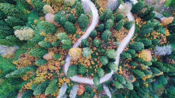 Karadeniz'de doğal ağaç müzesi büyülüyor 8