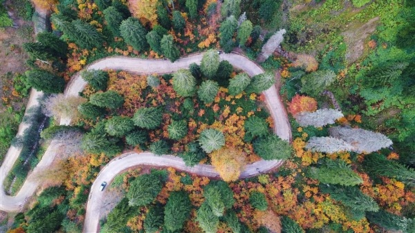 Karadeniz'de doğal ağaç müzesi büyülüyor 15