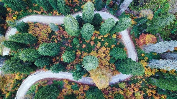 Karadeniz'de doğal ağaç müzesi büyülüyor 16
