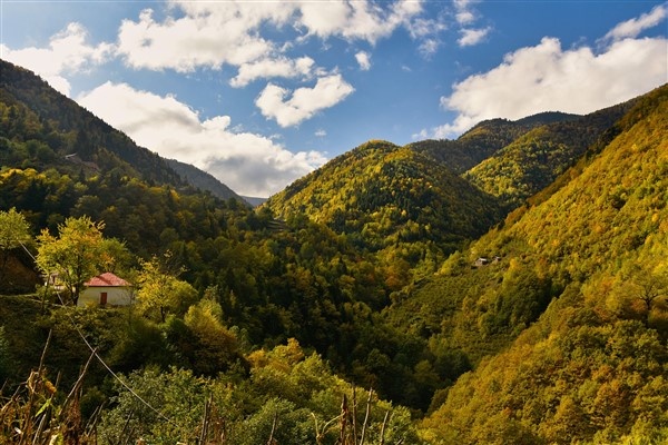 Karadeniz'de doğal ağaç müzesi büyülüyor 2