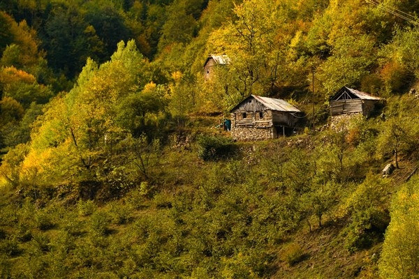 Karadeniz'de doğal ağaç müzesi büyülüyor 20
