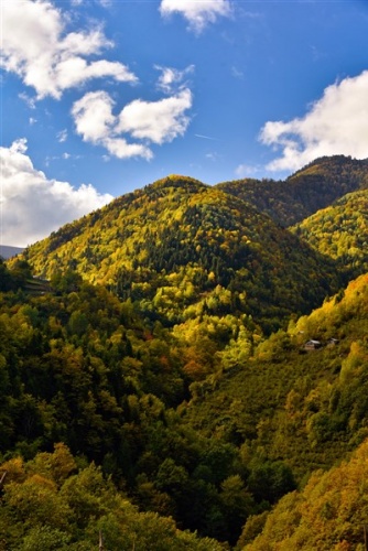Karadeniz'de doğal ağaç müzesi büyülüyor 4