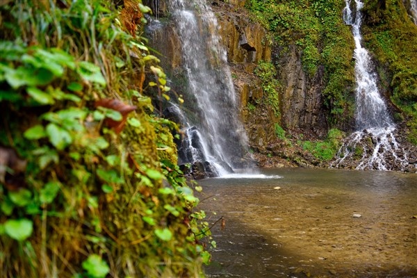 Karadeniz'de doğal ağaç müzesi büyülüyor 18