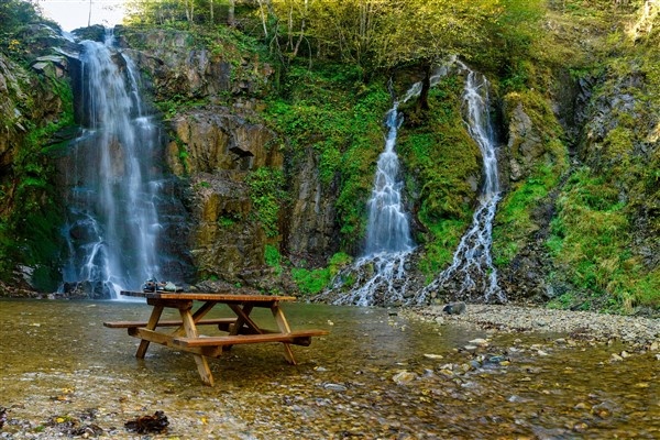 Karadeniz'de doğal ağaç müzesi büyülüyor 11