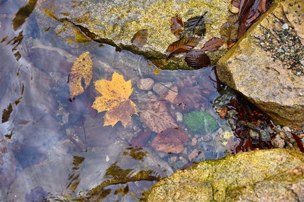 Karadeniz'de doğal ağaç müzesi büyülüyor 21