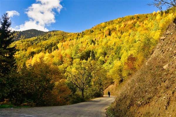 Karadeniz'de doğal ağaç müzesi büyülüyor 12