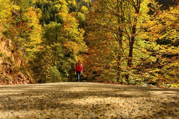 Karadeniz'de doğal ağaç müzesi büyülüyor 17