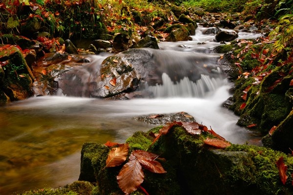 Karadeniz'de doğal ağaç müzesi büyülüyor 6