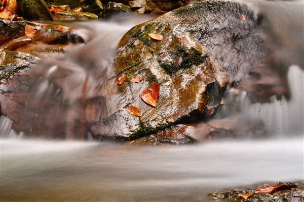Karadeniz'de doğal ağaç müzesi büyülüyor 23