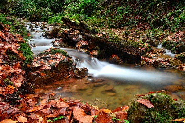 Karadeniz'de doğal ağaç müzesi büyülüyor 22