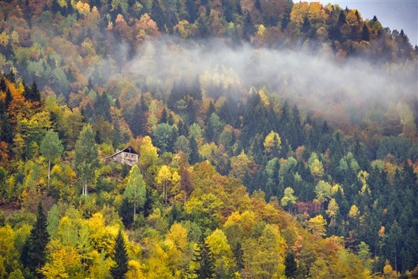Karadeniz'de doğal ağaç müzesi büyülüyor 13