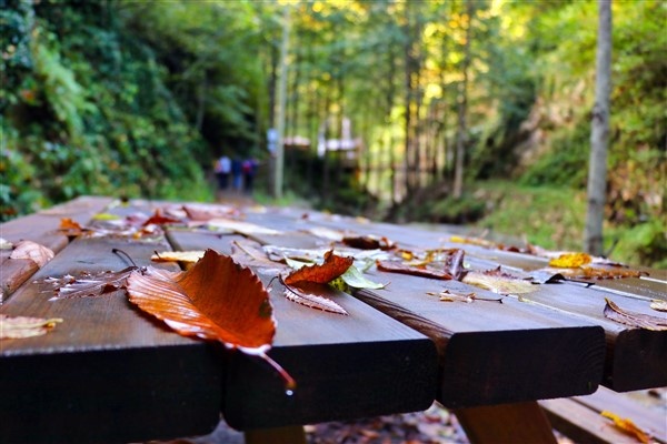 Karadeniz'de doğal ağaç müzesi büyülüyor 5