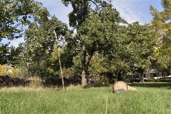 Bu elma sadece Gümüşhane'de yetişiyor 11