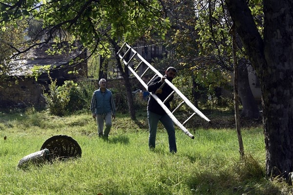 Bu elma sadece Gümüşhane'de yetişiyor 8