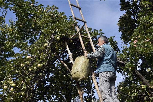 Bu elma sadece Gümüşhane'de yetişiyor 12