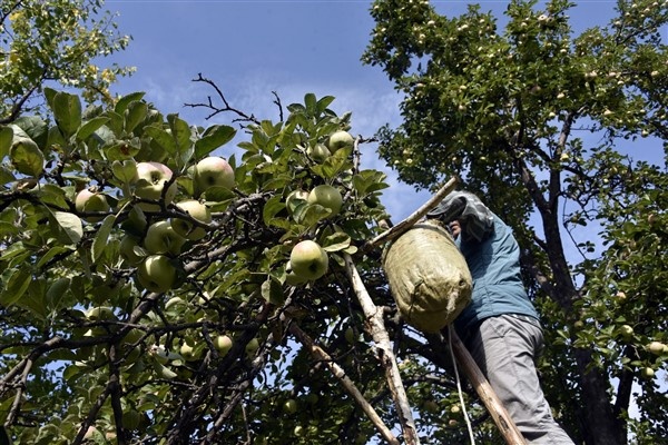 Bu elma sadece Gümüşhane'de yetişiyor 9