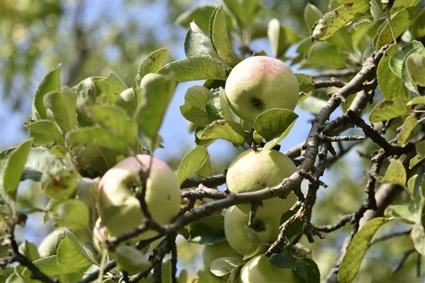 Bu elma sadece Gümüşhane'de yetişiyor 10