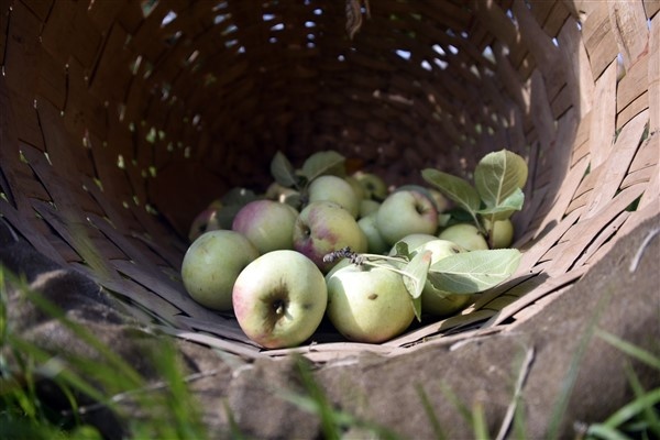 Bu elma sadece Gümüşhane'de yetişiyor 6