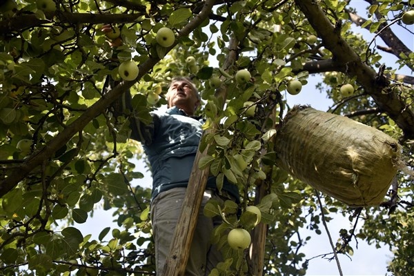 Bu elma sadece Gümüşhane'de yetişiyor 13
