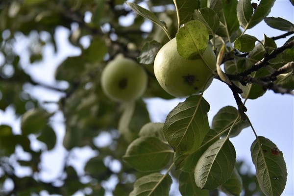 Bu elma sadece Gümüşhane'de yetişiyor 2