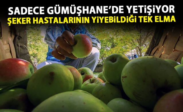 Bu elma sadece Gümüşhane'de yetişiyor 1