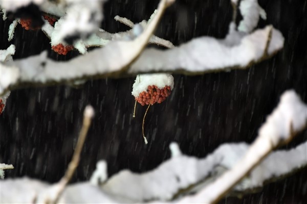 Zigana'da yağan kar sonrası kartopu savaşı! 21