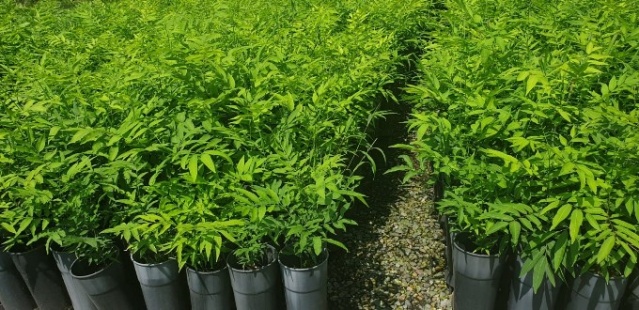 Himalayalar'dan Trabzon'a... 5