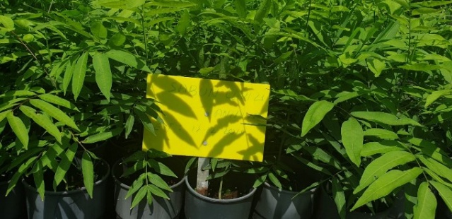 Himalayalar'dan Trabzon'a... 6