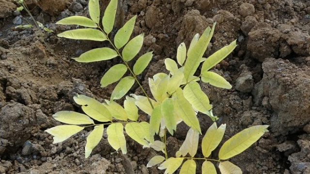 Himalayalar'dan Trabzon'a... 11