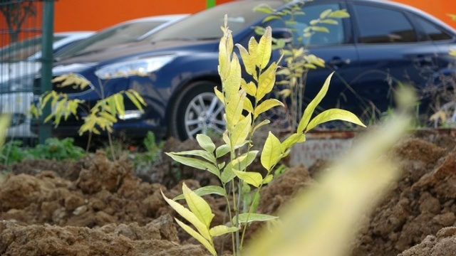 Himalayalar'dan Trabzon'a... 12