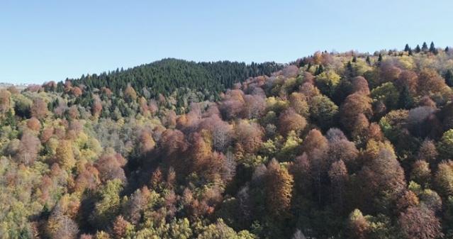 Karadeniz yaylalarında sonbahar 4