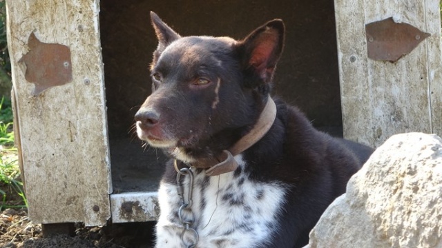 Trabzon ‘Zerdava’sının standardı belirlendi 3