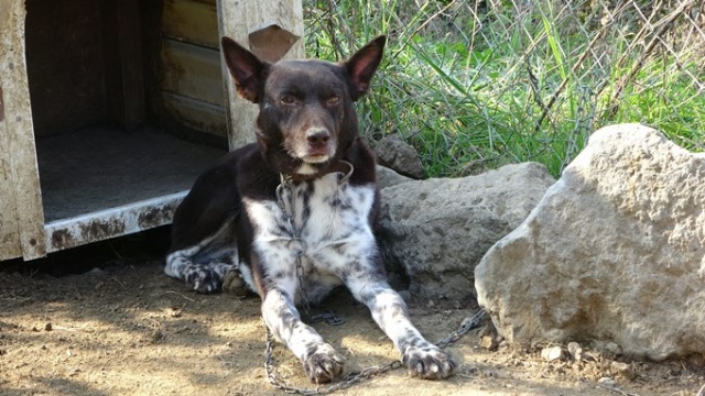 Trabzon ‘Zerdava’sının standardı belirlendi 6