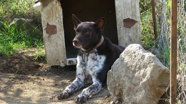 Trabzon ‘Zerdava’sının standardı belirlendi 5
