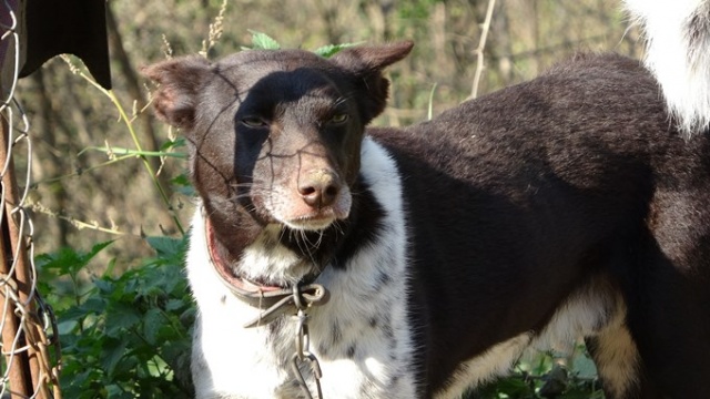 Trabzon ‘Zerdava’sının standardı belirlendi 8