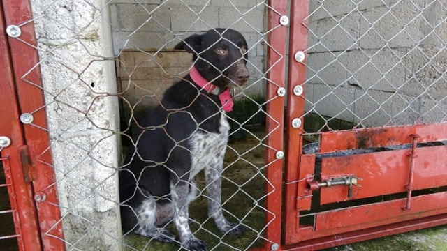 Trabzon ‘Zerdava’sının standardı belirlendi 7