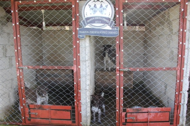 Trabzon ‘Zerdava’sının standardı belirlendi 10