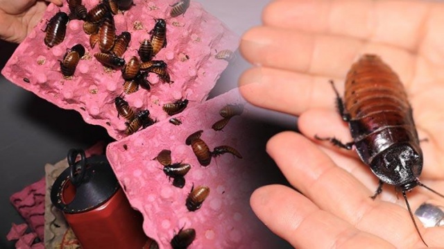 Türkiye'ye böcek satıyor 11