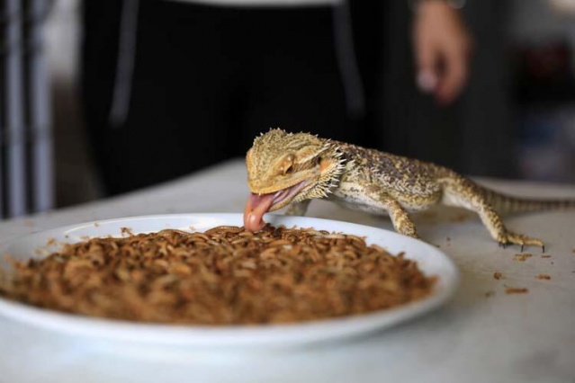 Türkiye'ye böcek satıyor 5